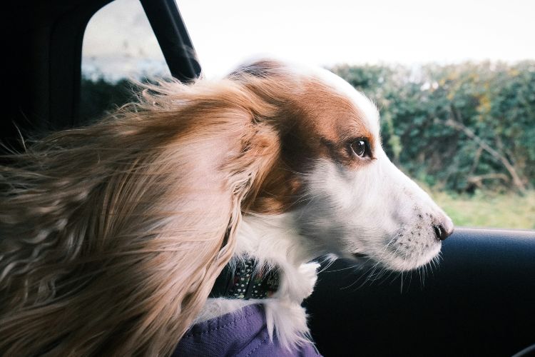 Cabify Mascotas